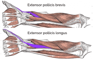 Extensor Pollicis Longus_Brevis