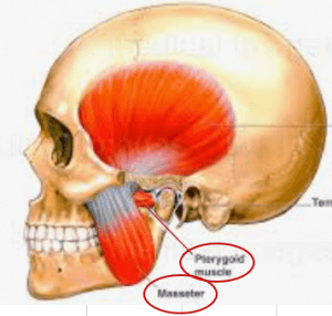 Pterygoids_Masseter